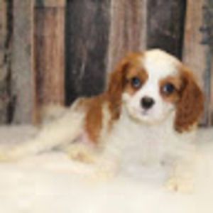 Meet your Posher, Isabella